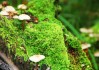 世界保龄球职业联赛赞助合作效果第三方评估公布，保龄球世锦赛冠军