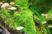 世界保龄球职业联赛赞助合作效果第三方评估公布，保龄球世锦赛冠军