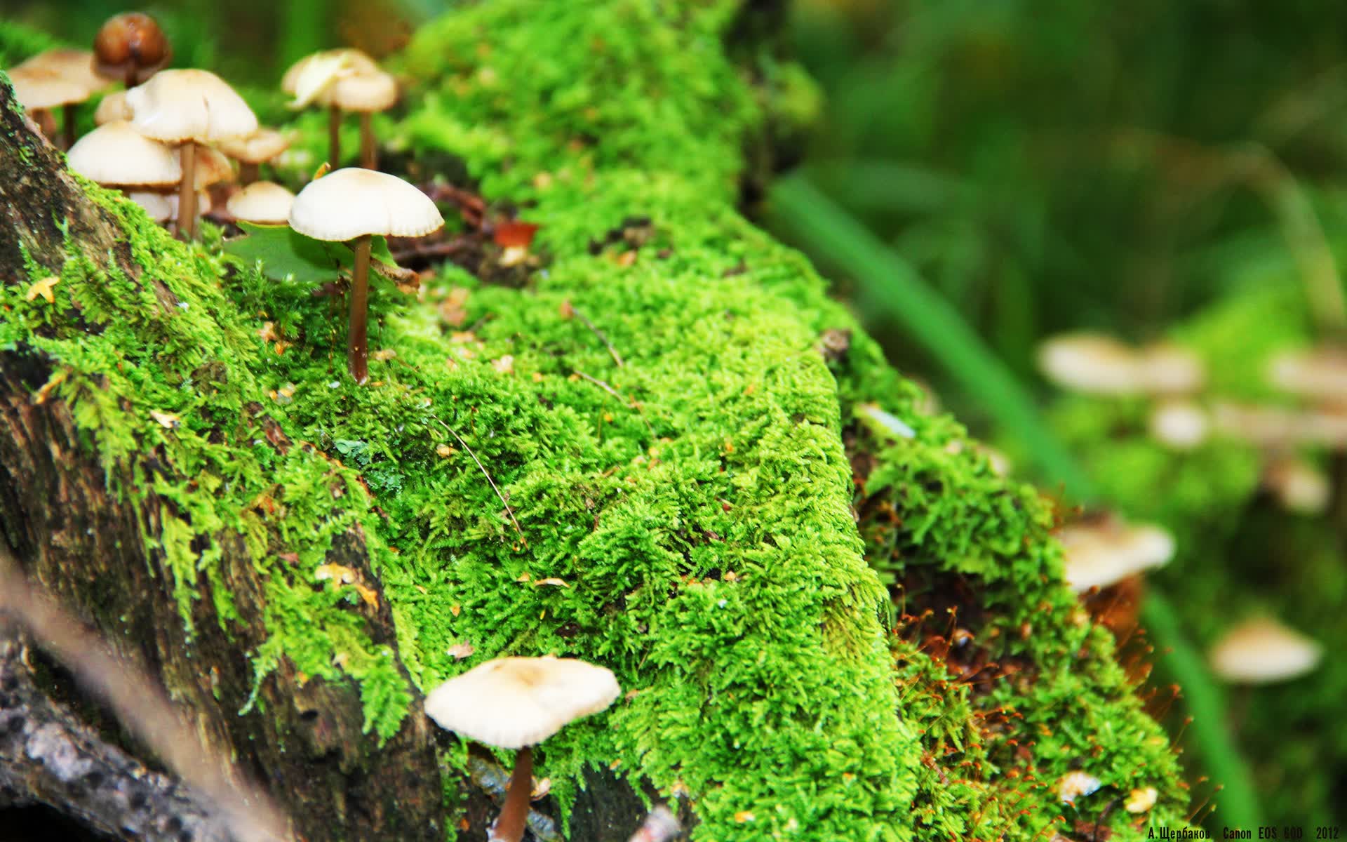 世界保龄球职业联赛赞助合作效果第三方评估公布,保龄球世锦赛冠军